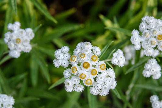 Anaphalis margaritacea (pearly everlasting)