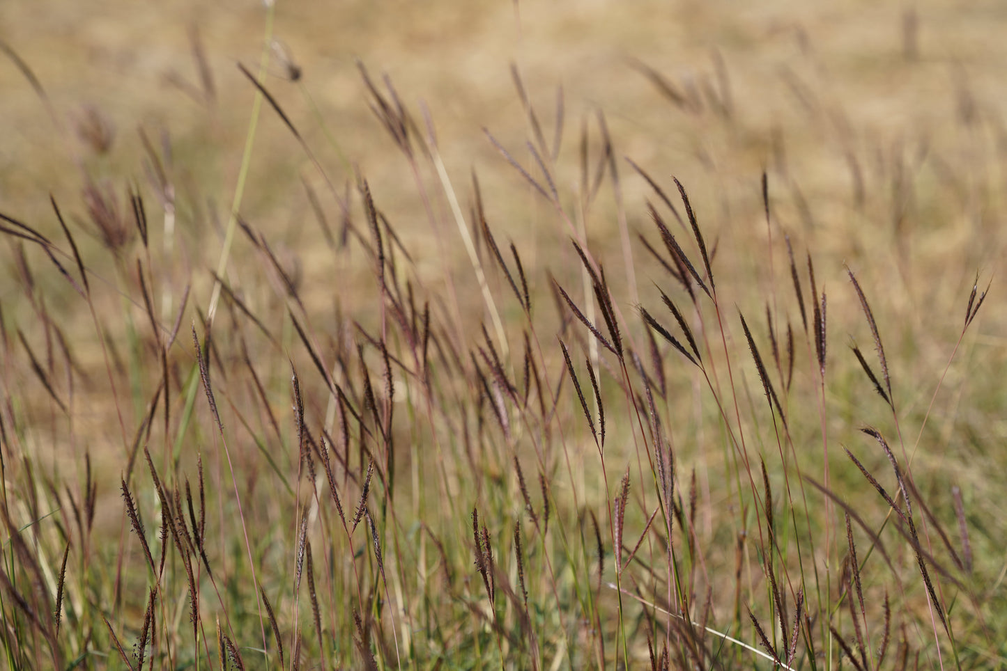 Andropogon gerardii (big bluestem)