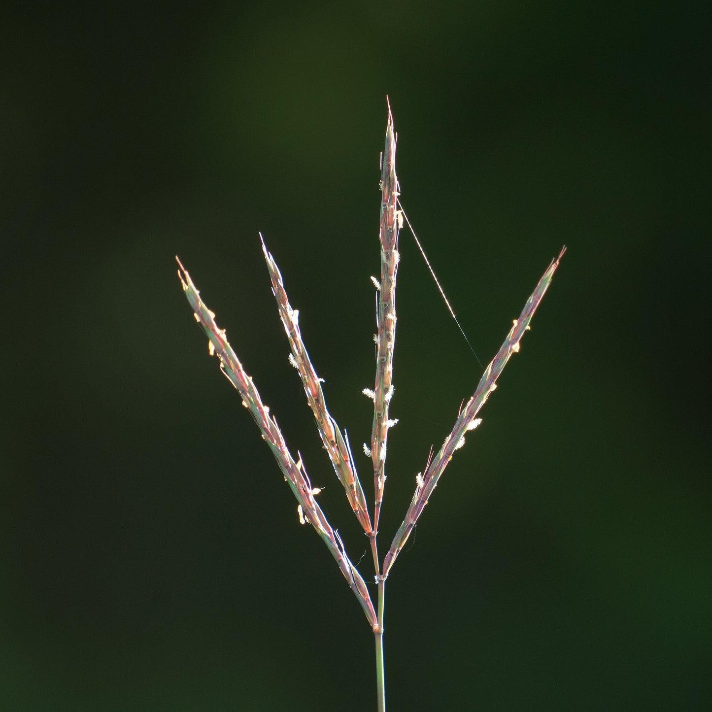 Andropogon gerardii (big bluestem)