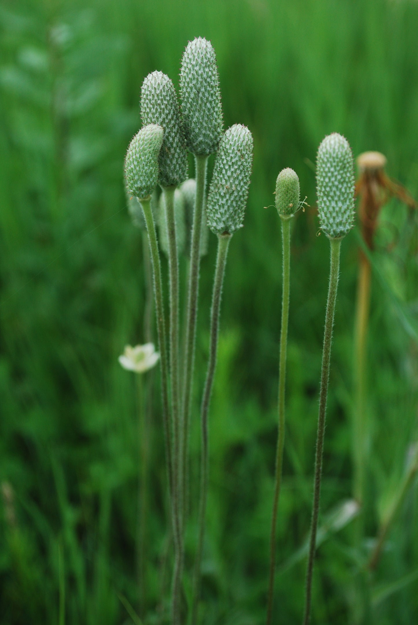 Anemone cylindrica (thimbleweed)