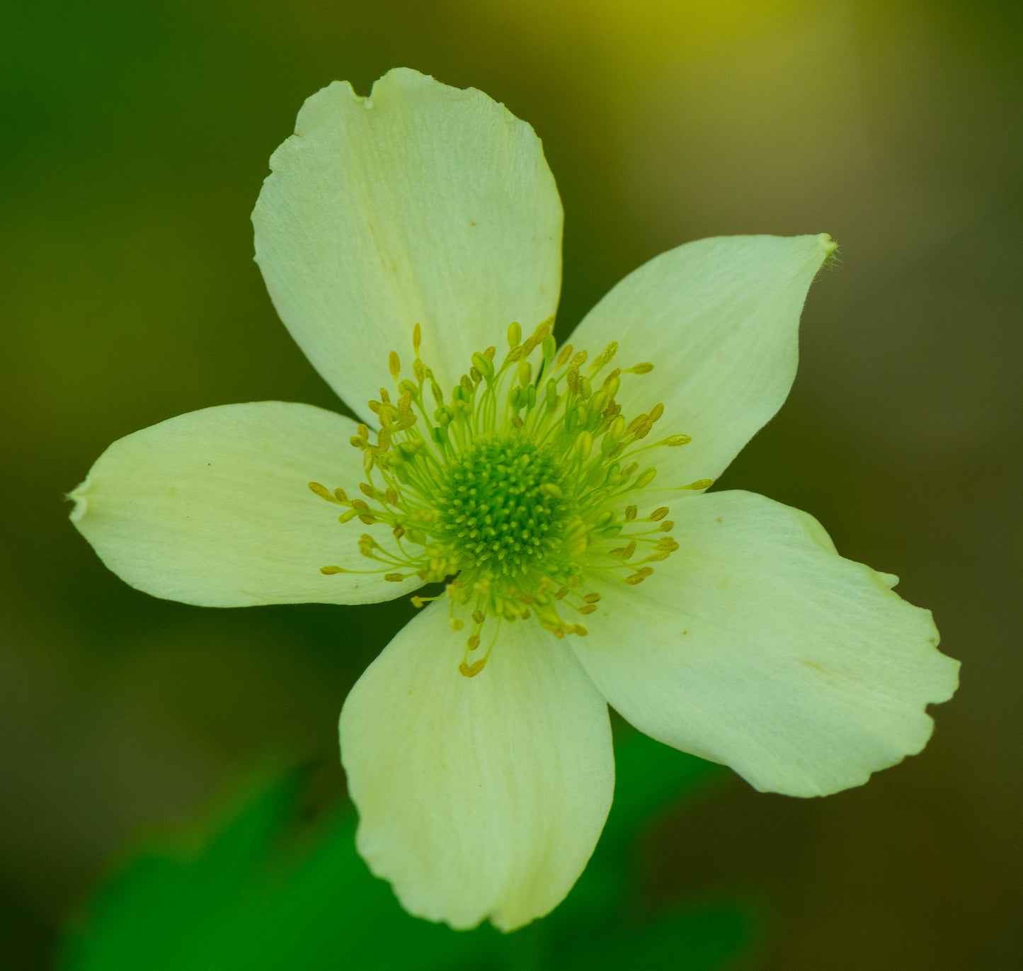 Anemone cylindrica (thimbleweed)