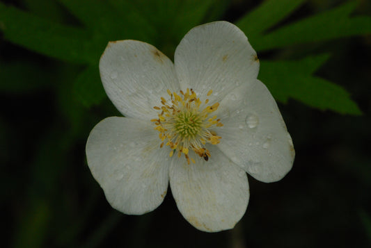 Anemone virginiana (tall thimbleweed)