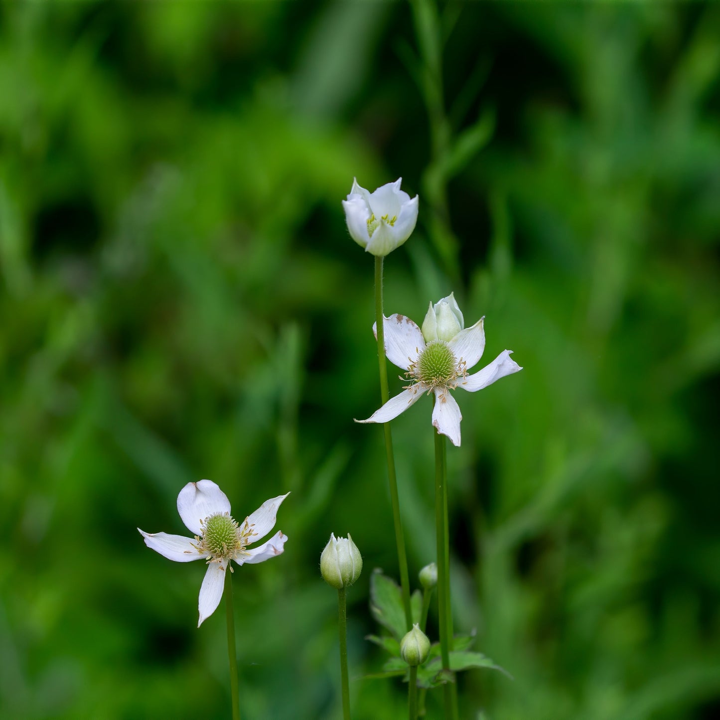 Anemone virginiana (tall thimbleweed)