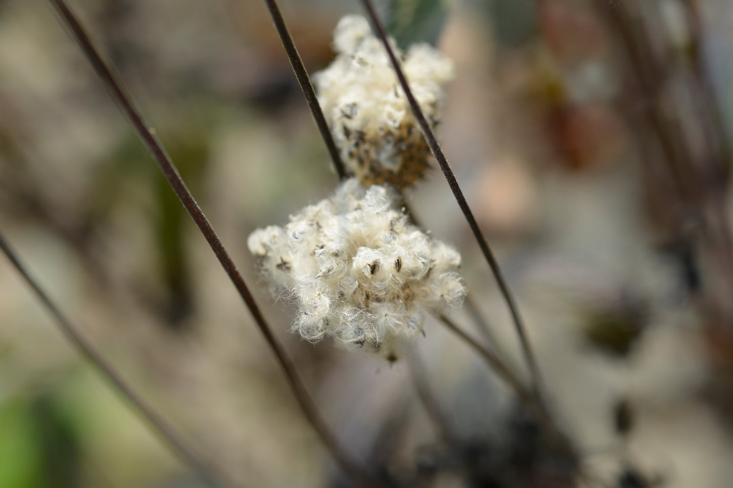 Anemone virginiana (tall thimbleweed)