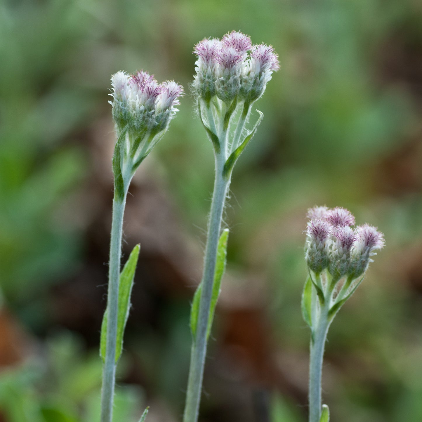 Antennaria neglecta (prairie pussytoes)