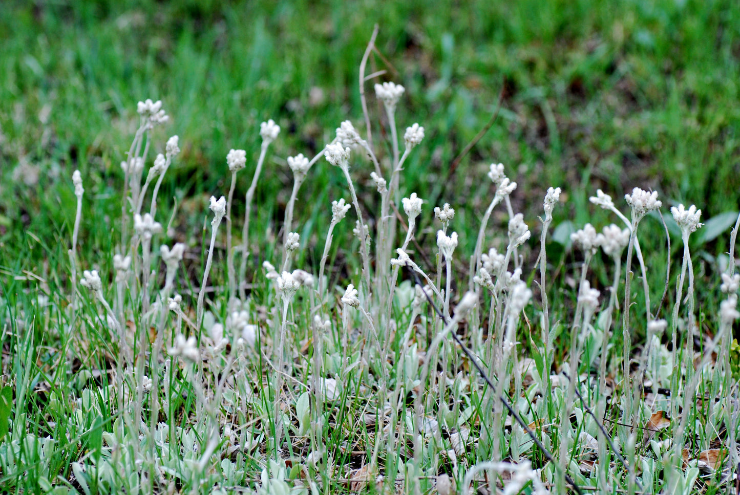Antennaria neglecta (prairie pussytoes)