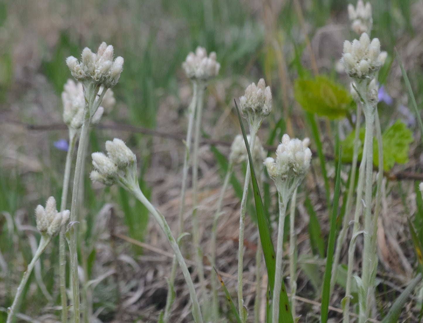 Antennaria neglecta (prairie pussytoes)
