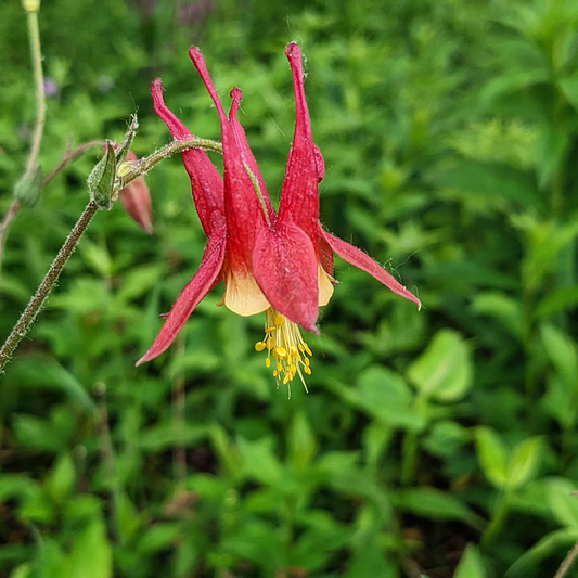 Aquilegia canadensis (wild columbine)