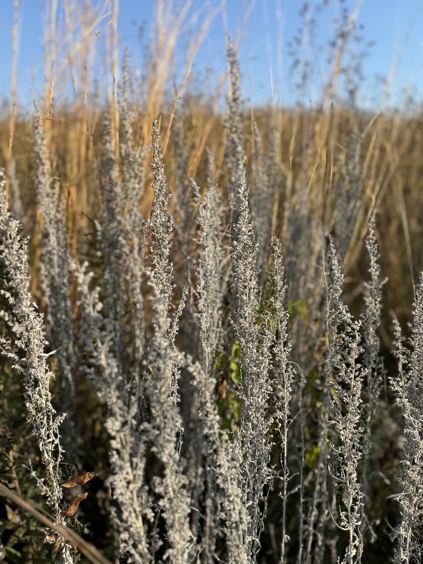 Artemisia ludoviciana (prairie sage)