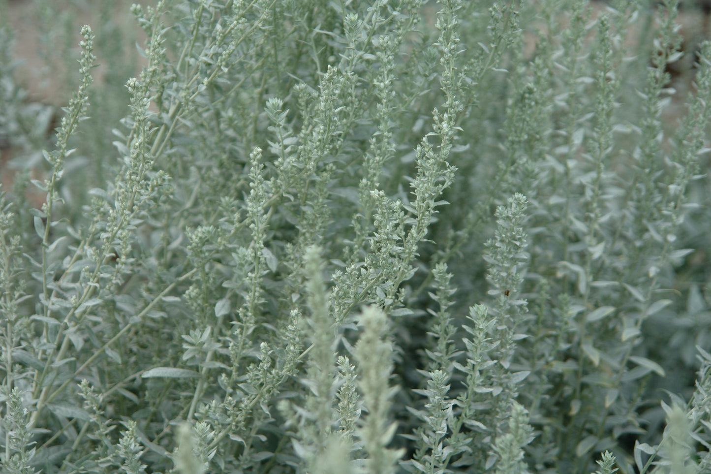 Artemisia ludoviciana (prairie sage)