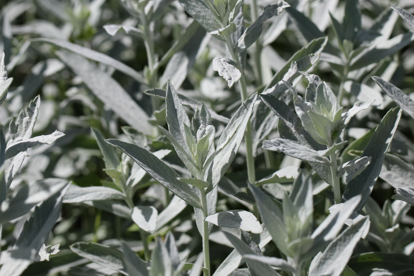 Artemisia ludoviciana (prairie sage)