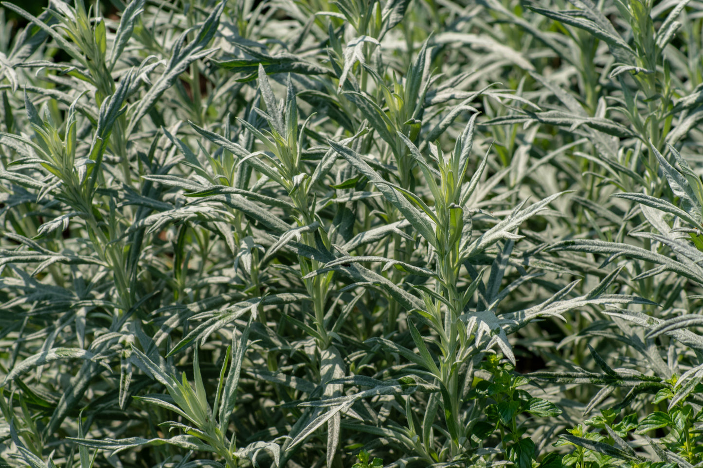 Artemisia ludoviciana (prairie sage)