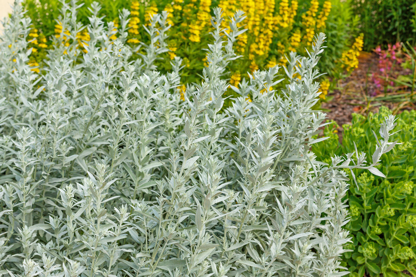 Artemisia ludoviciana (prairie sage)