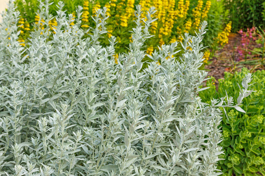 Artemisia ludoviciana (prairie sage)