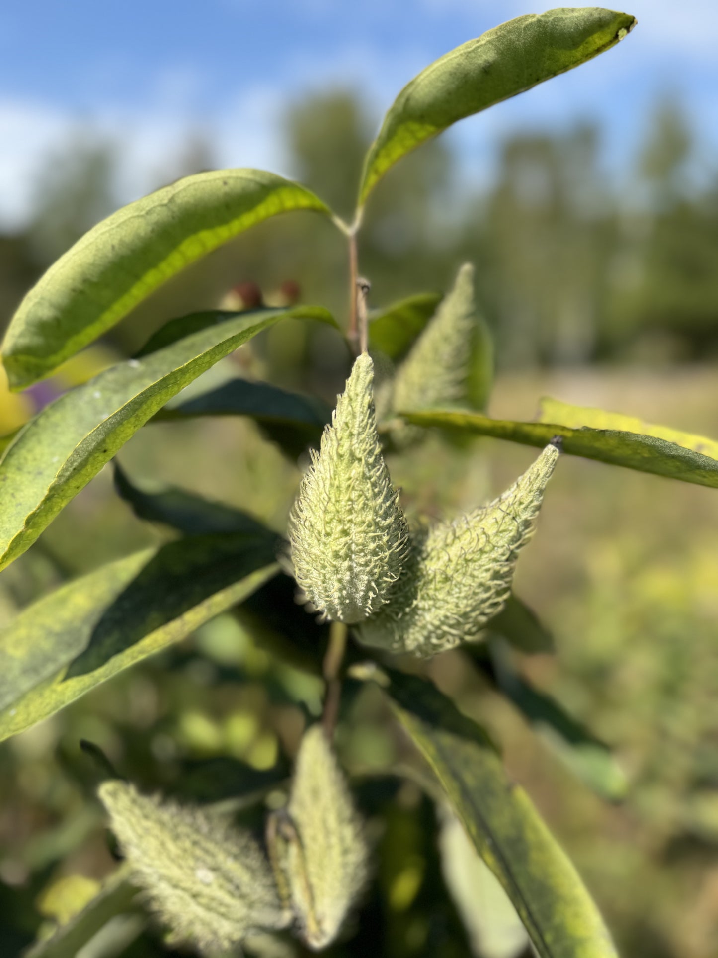 Asclepias syriaca (common milkweed)