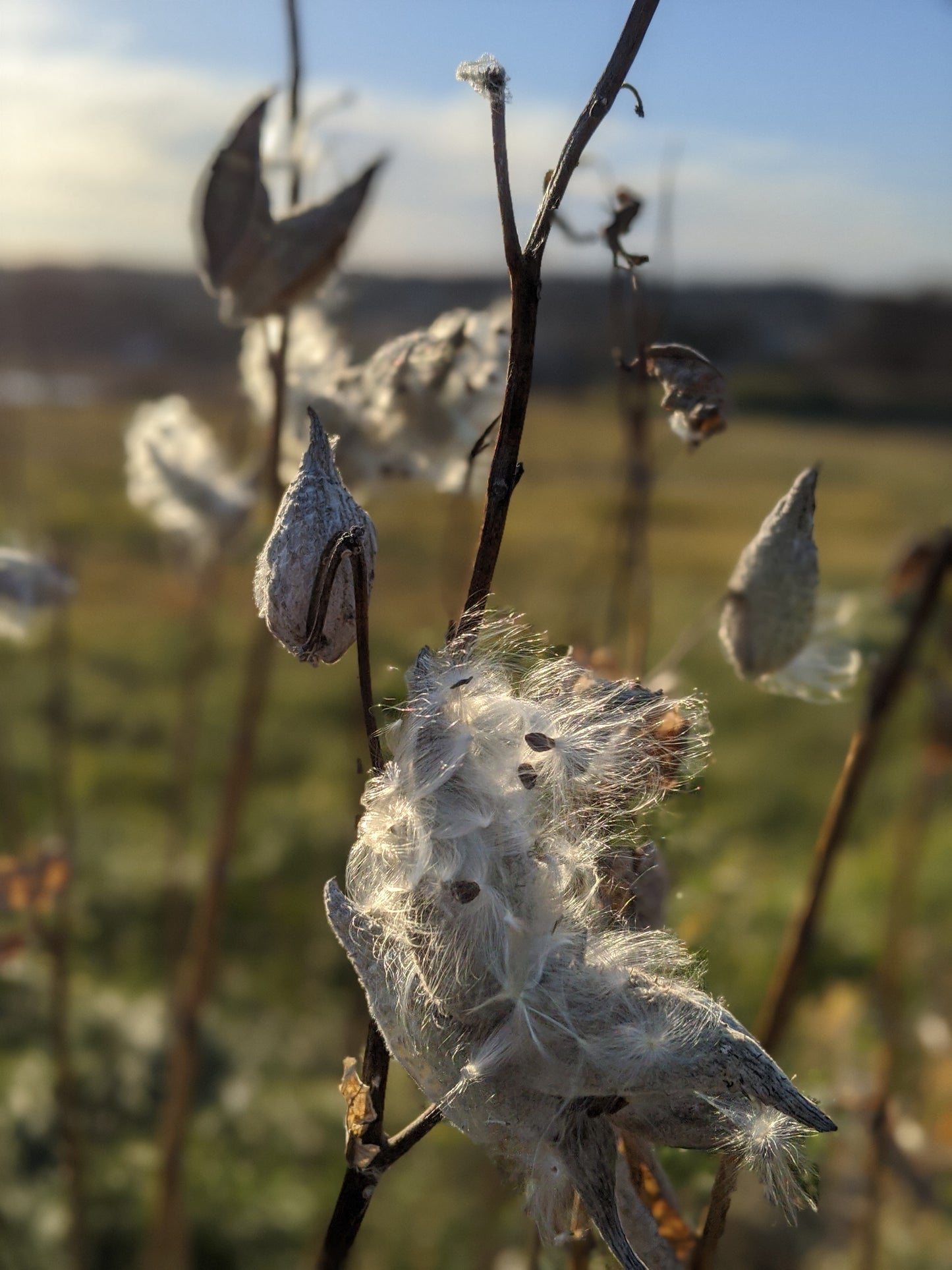 Asclepias syriaca (common milkweed)