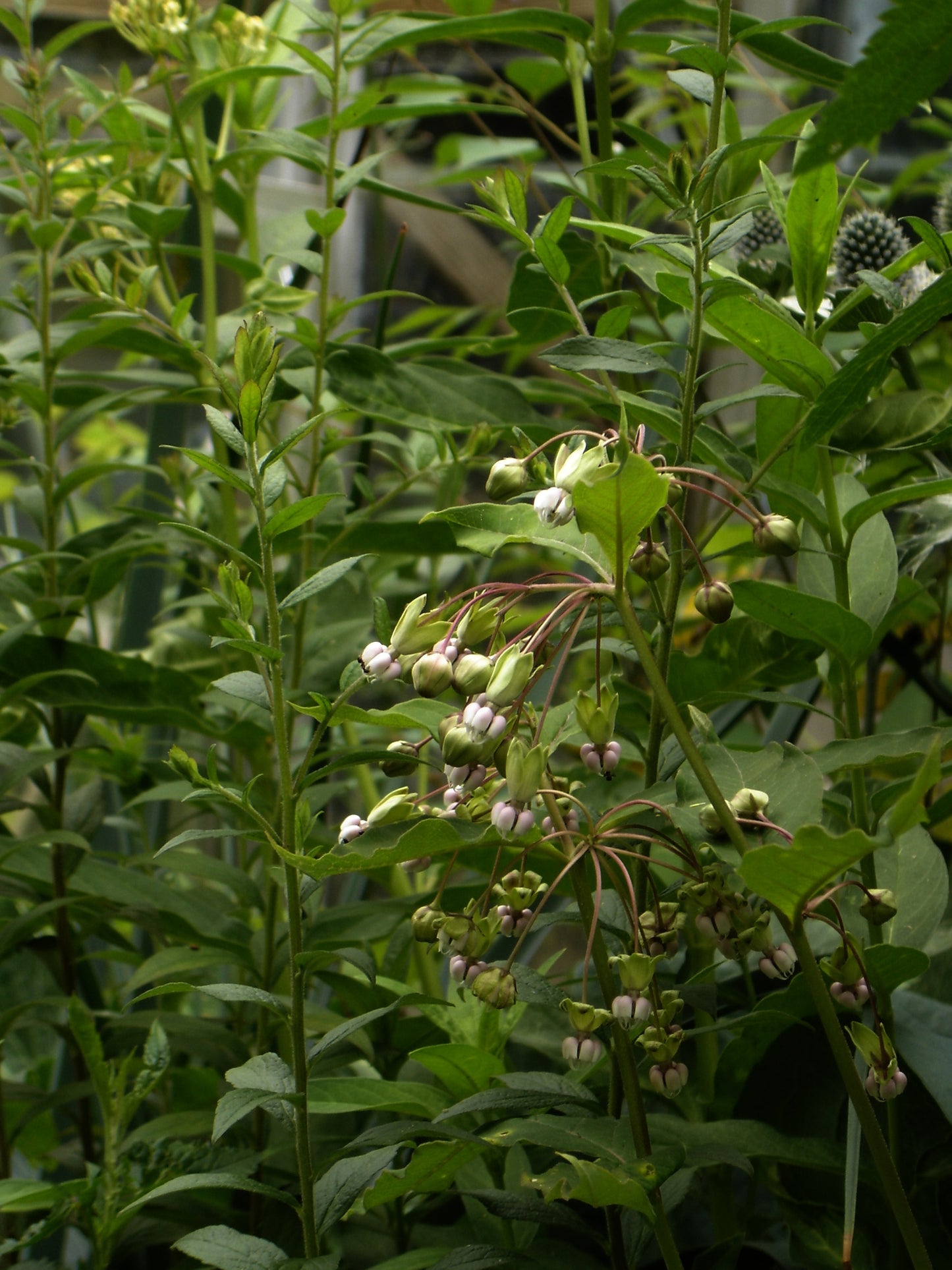 Asclepias exaltata (poke milkweed)