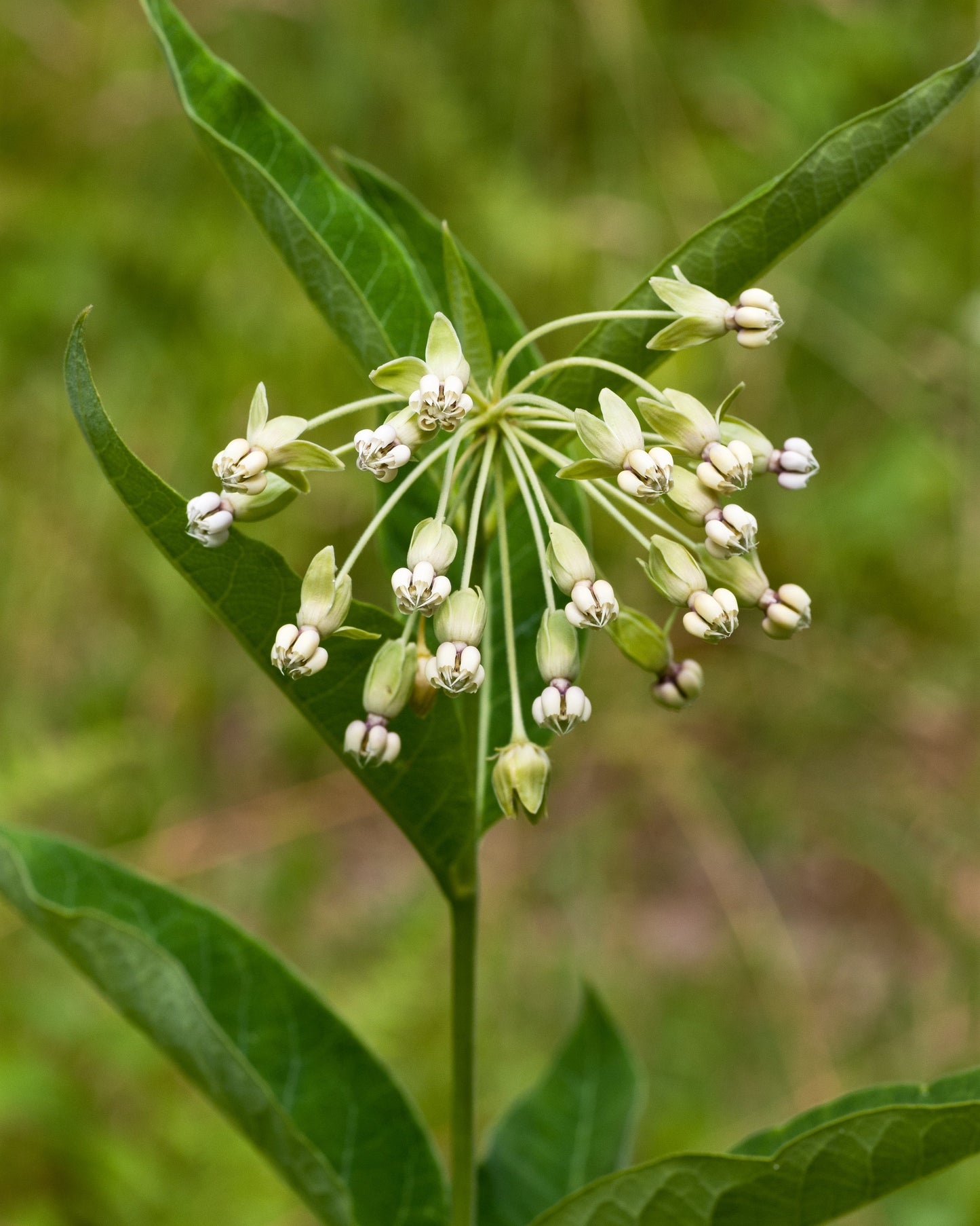 Asclepias exaltata (poke milkweed)