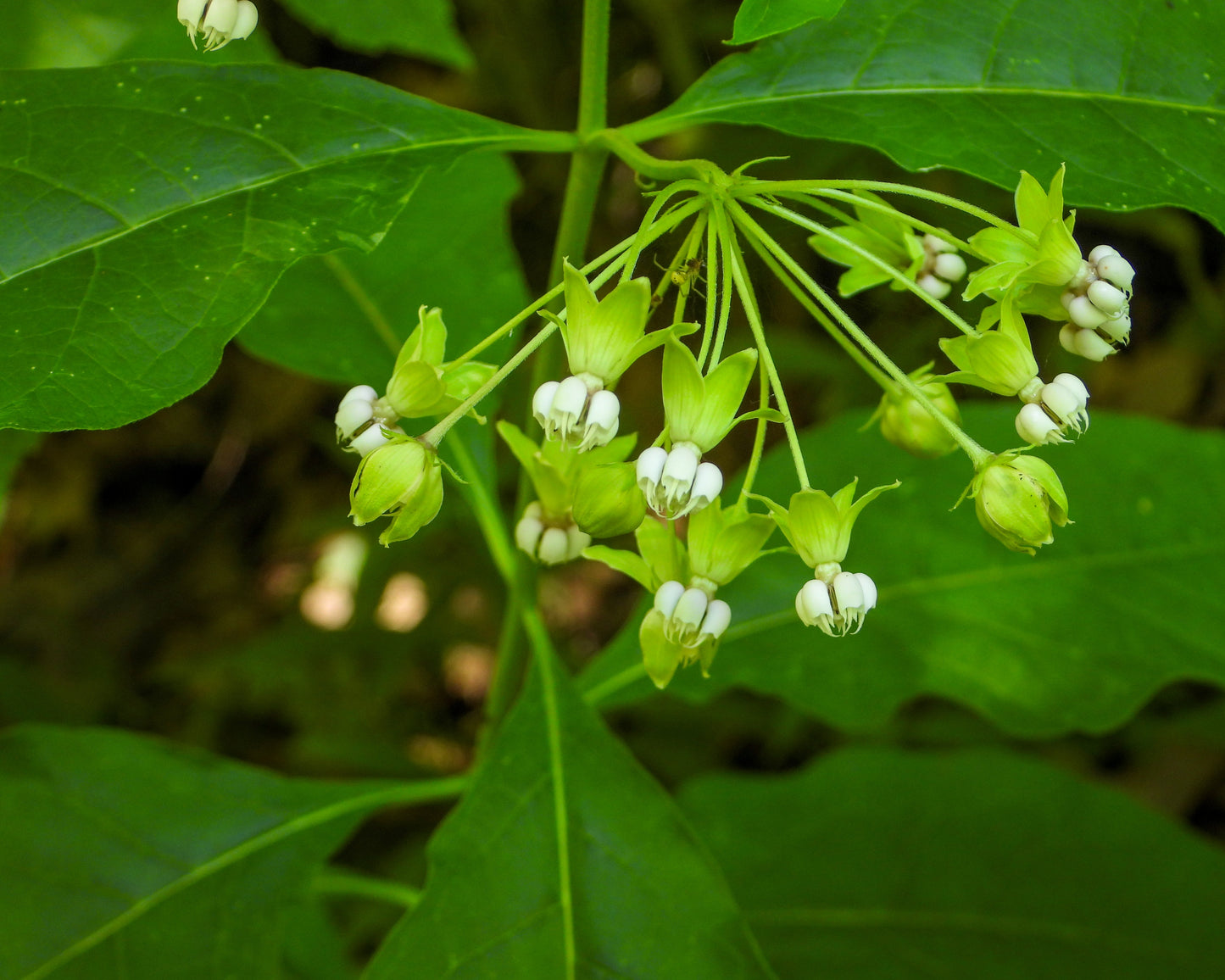 Asclepias exaltata (poke milkweed)