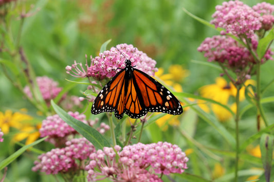 Asclepias incarnata (red milkweed)