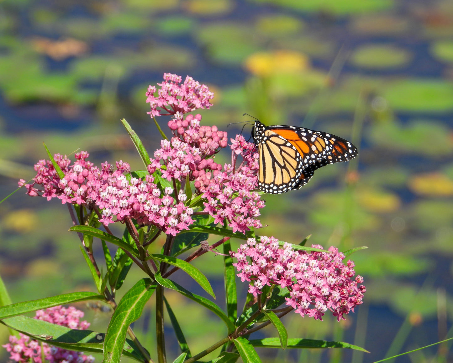 Asclepias incarnata (red milkweed)