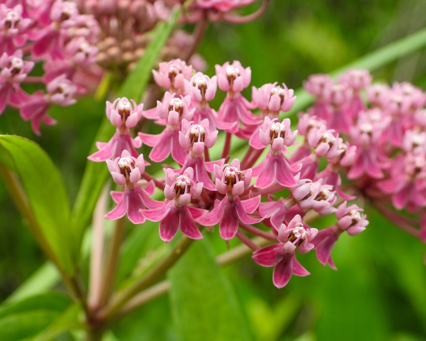 Asclepias incarnata (red milkweed)