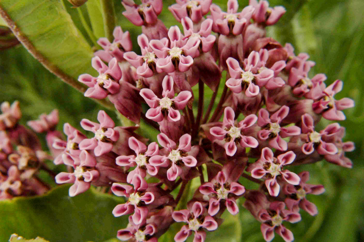 Asclepias sullivantii (prairie milkweed)