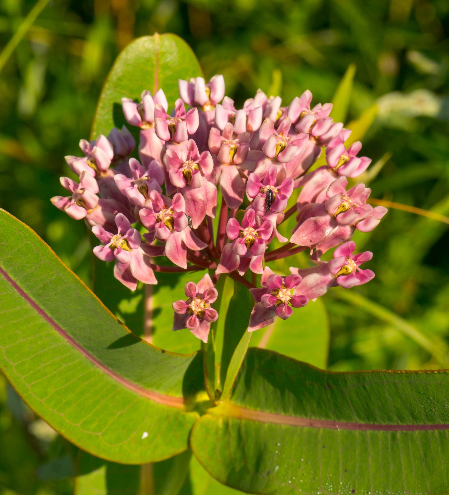 Asclepias sullivantii (prairie milkweed)