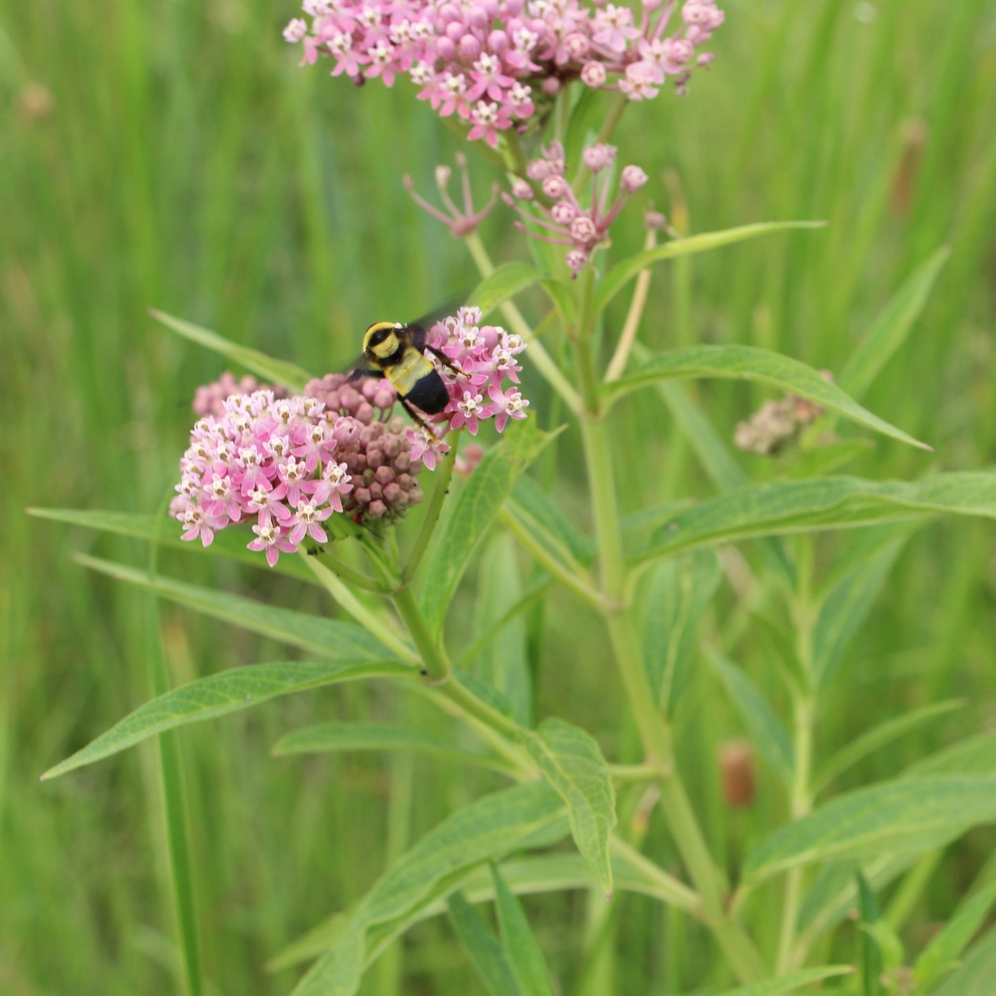 Asclepias sullivantii (prairie milkweed)