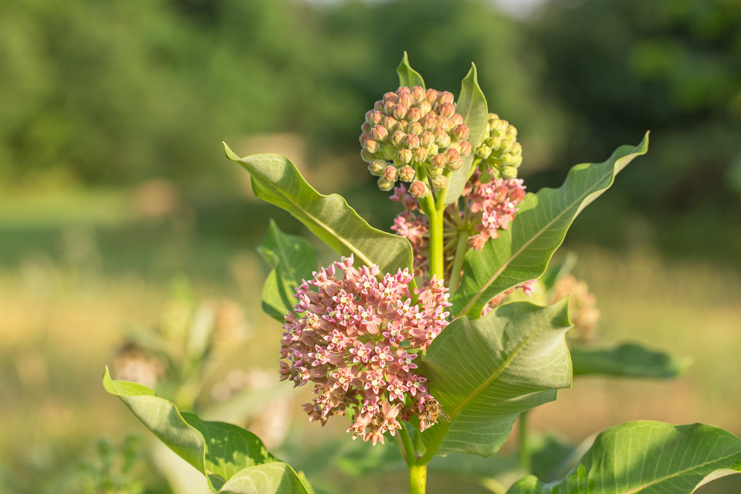 Asclepias syriaca (common milkweed)