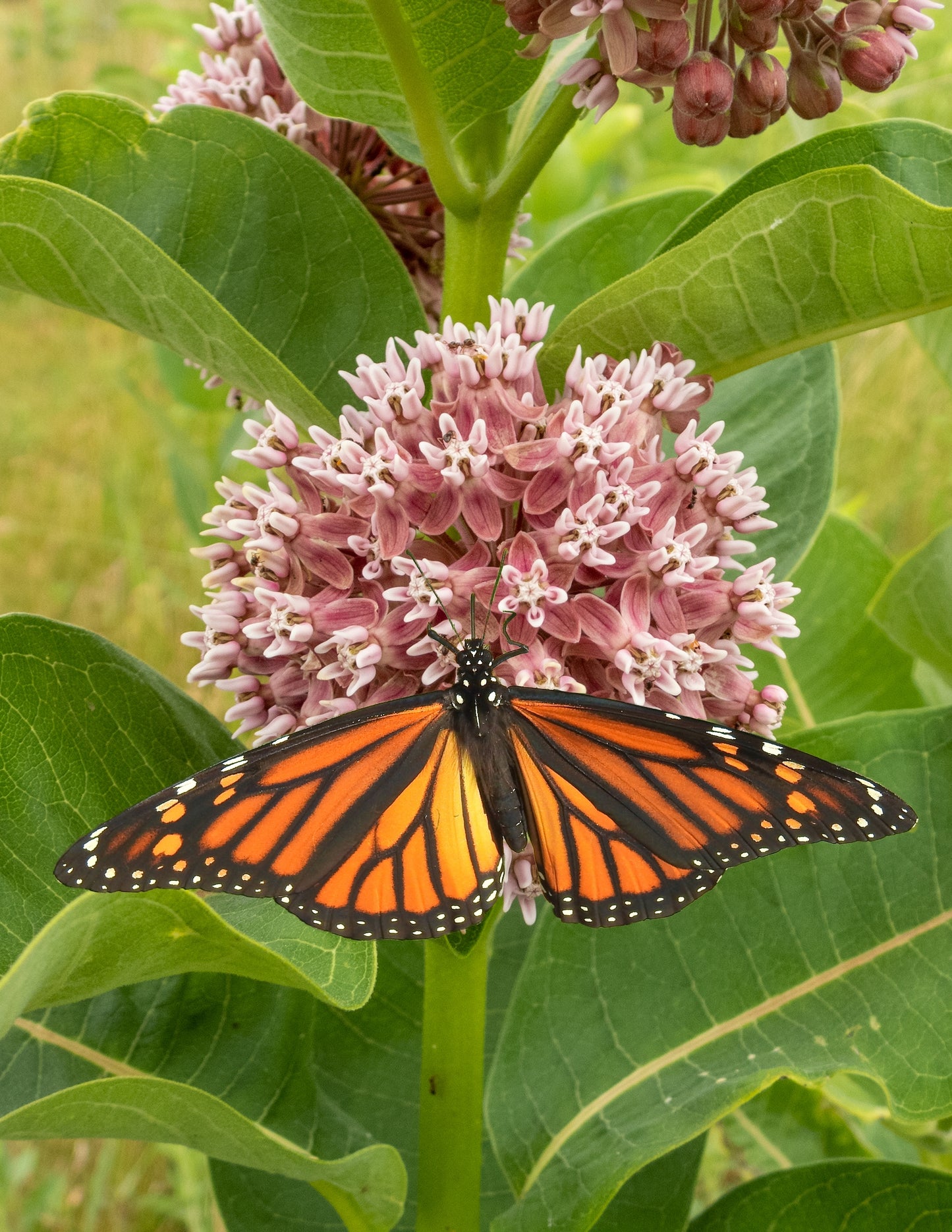 Asclepias syriaca (common milkweed)