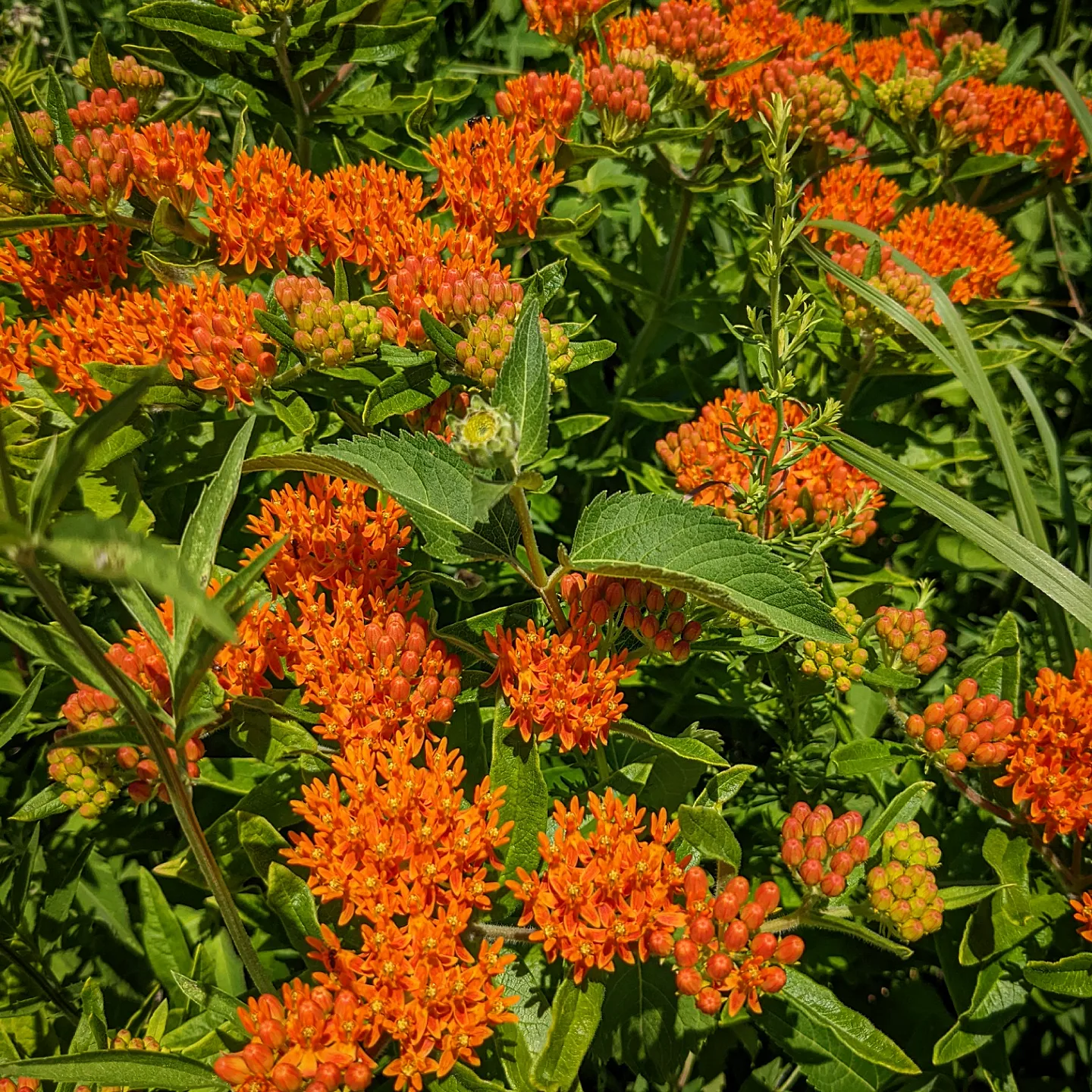 Asclepias tuberosa (butterfly milkweed)