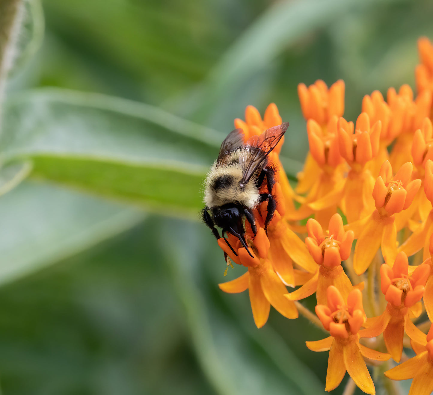 Asclepias tuberosa (butterfly milkweed)