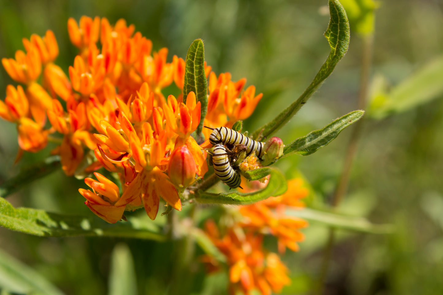 Asclepias tuberosa (butterfly milkweed)