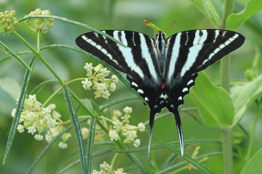 Asclepias verticillata (whorled milkweed)