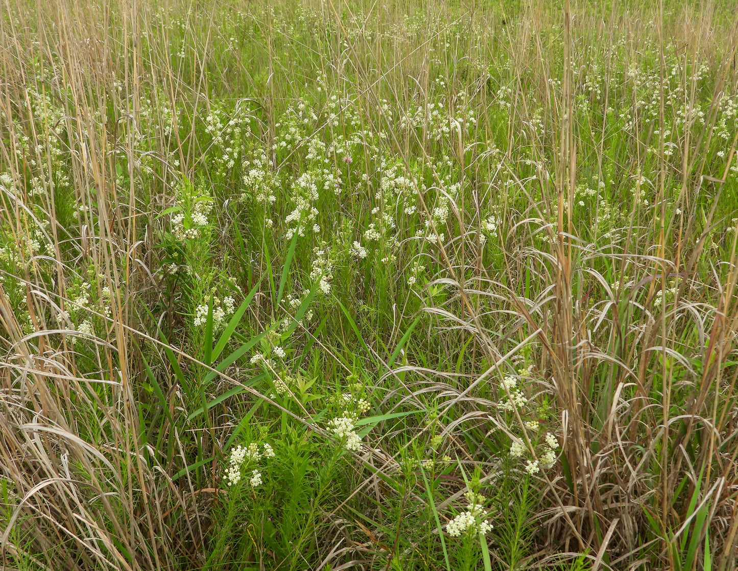 Asclepias verticillata (whorled milkweed)