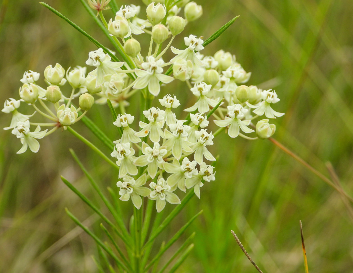 Asclepias verticillata (whorled milkweed)