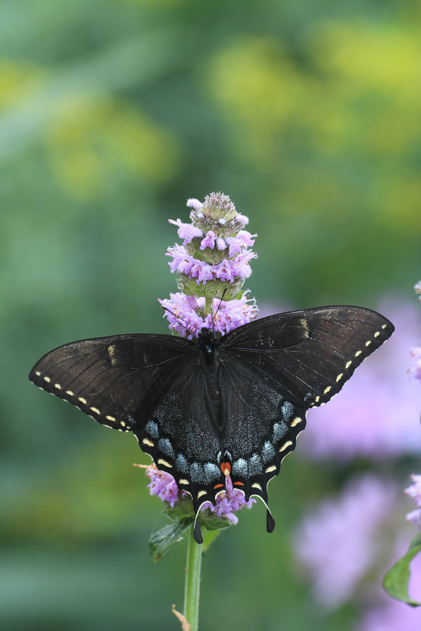 Blephilia ciliata (downy wood mint)