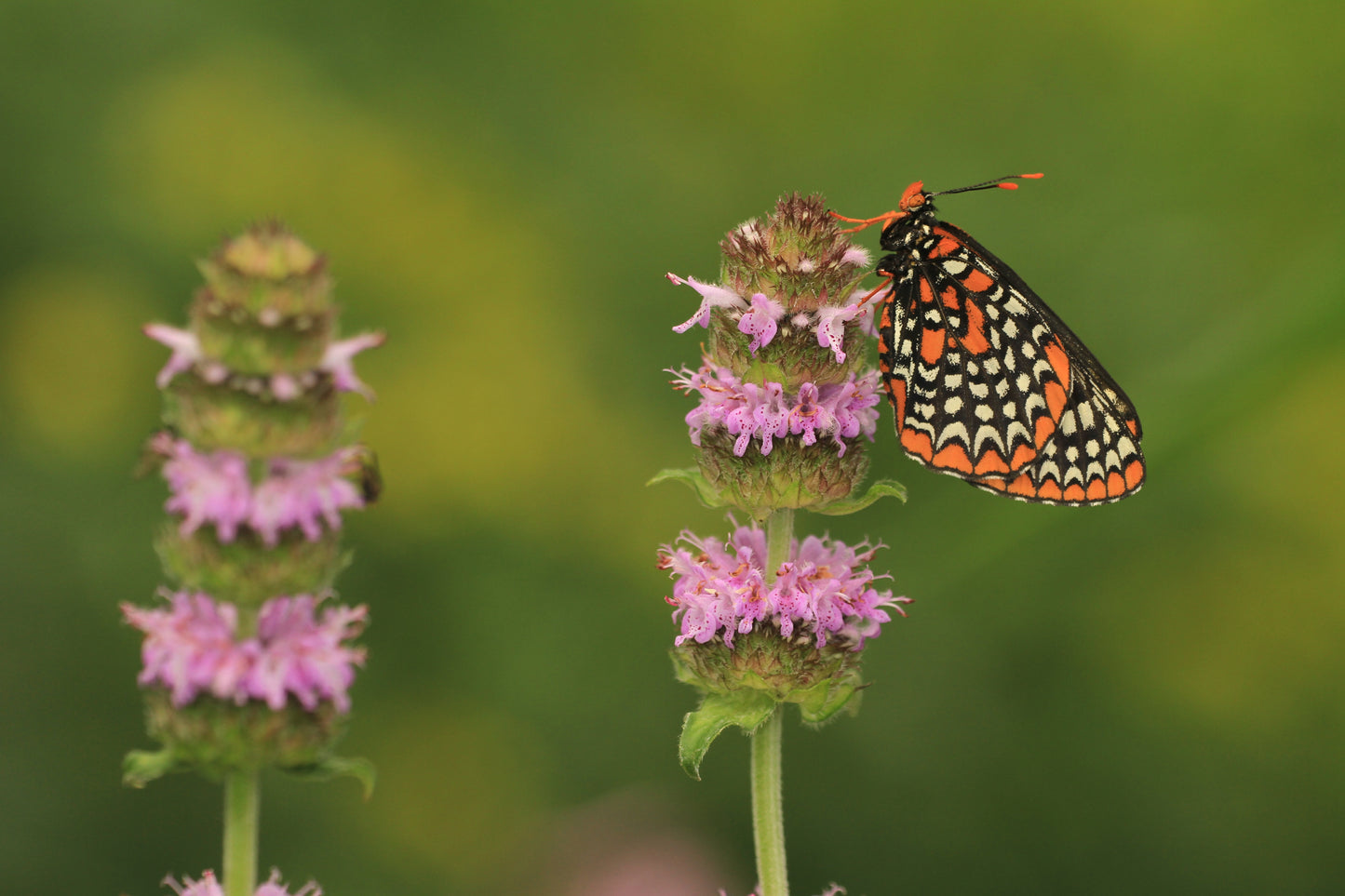 Blephilia ciliata (downy wood mint)