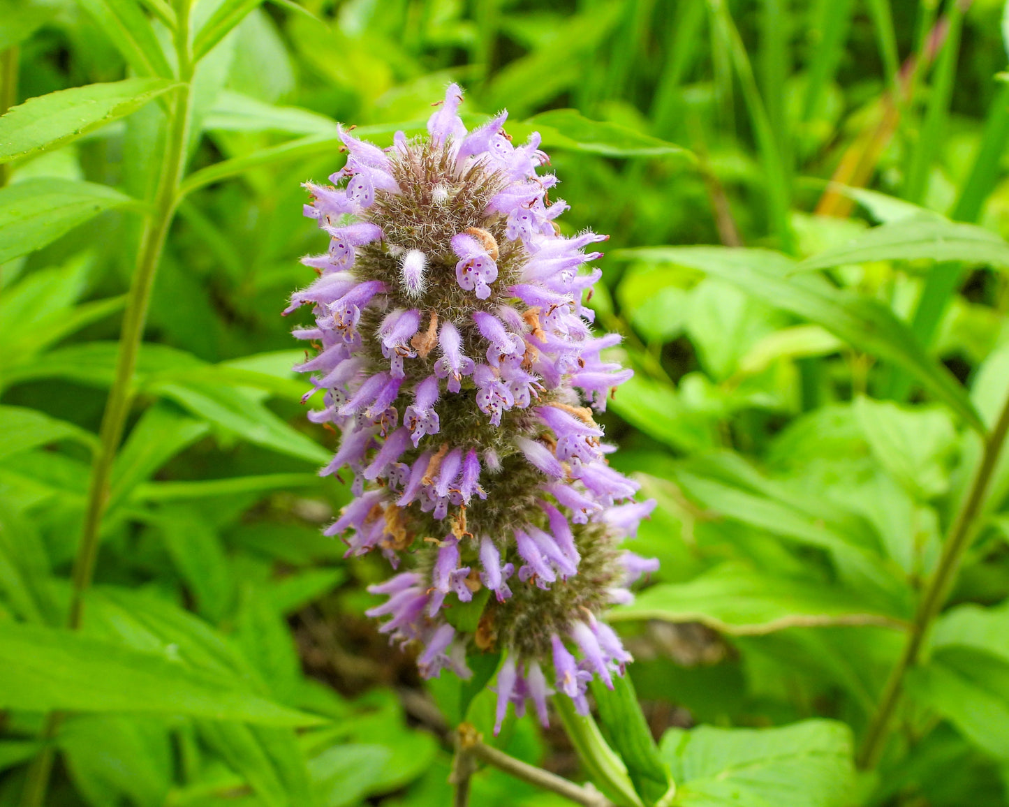 Blephilia ciliata (downy wood mint)