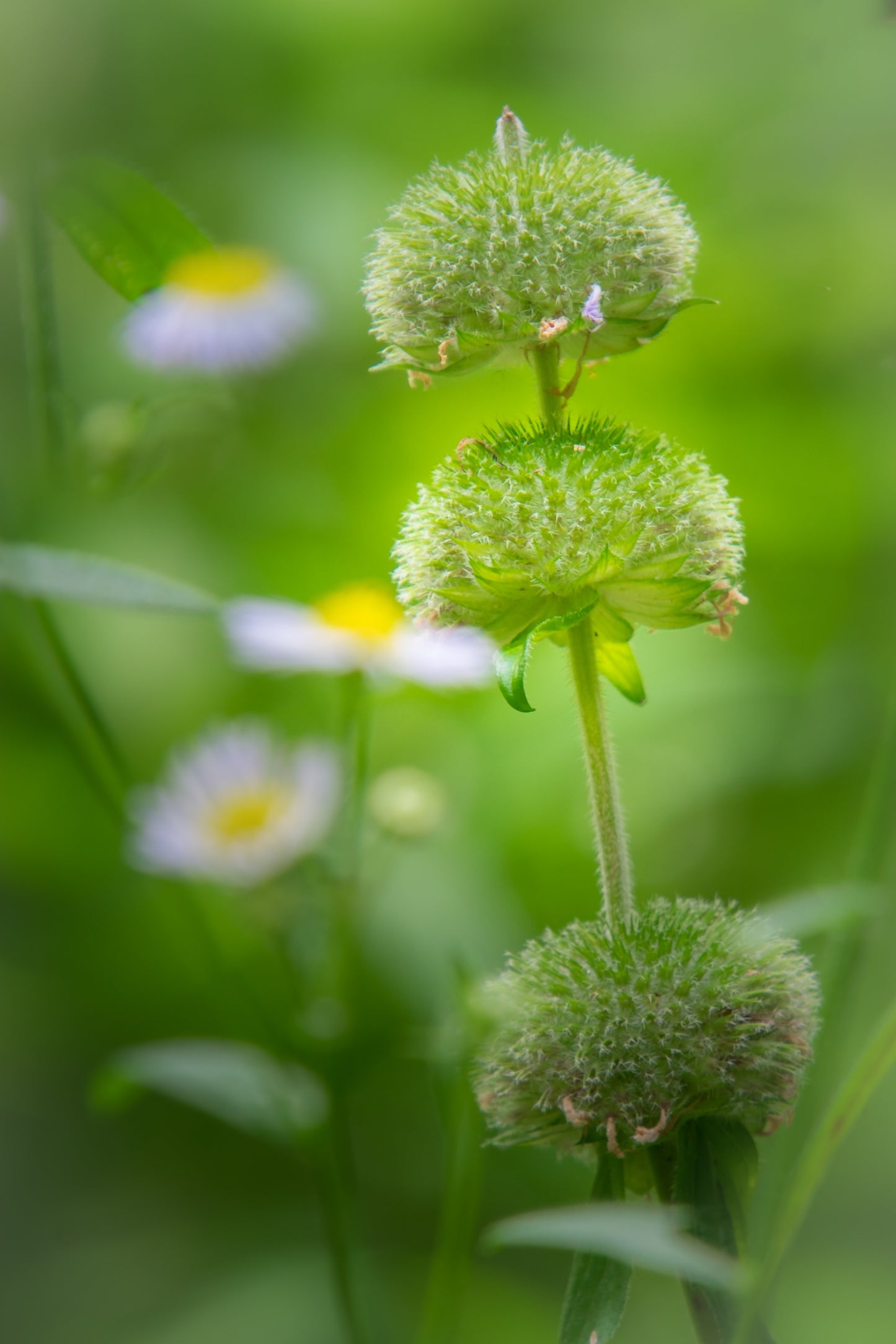 Blephilia hirsuta (hairy wood mint)