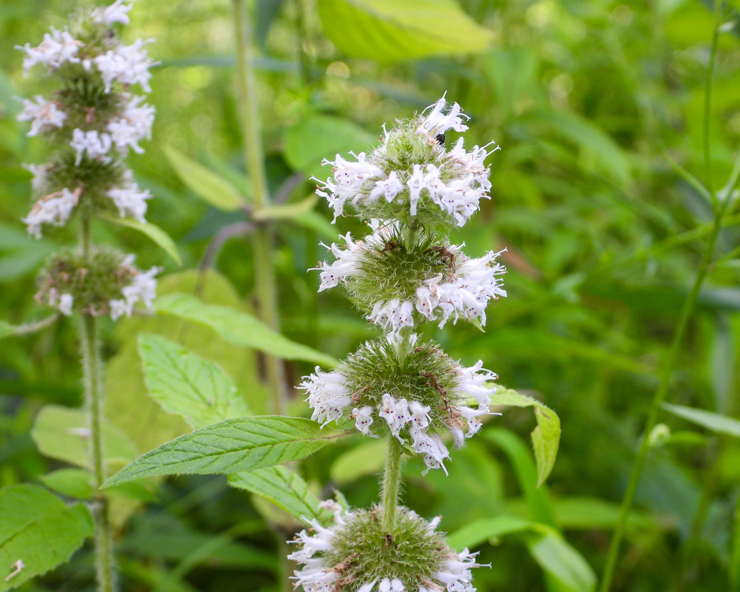 Blephilia hirsuta (hairy wood mint)