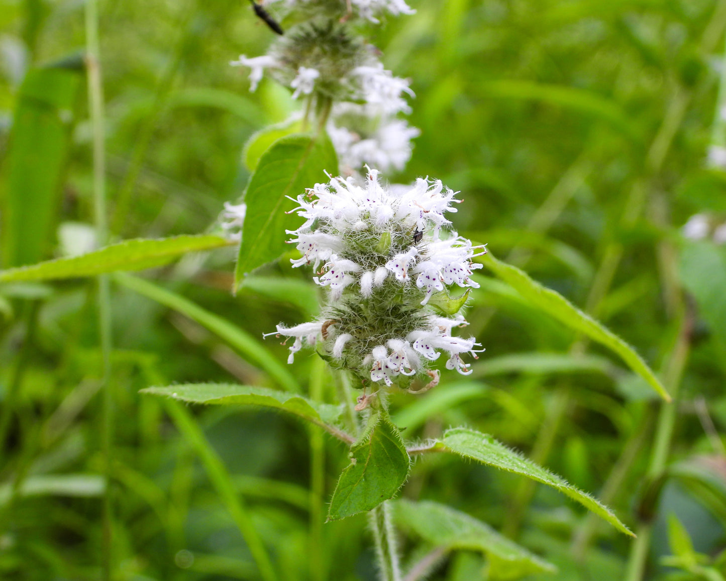 Blephilia hirsuta (hairy wood mint)