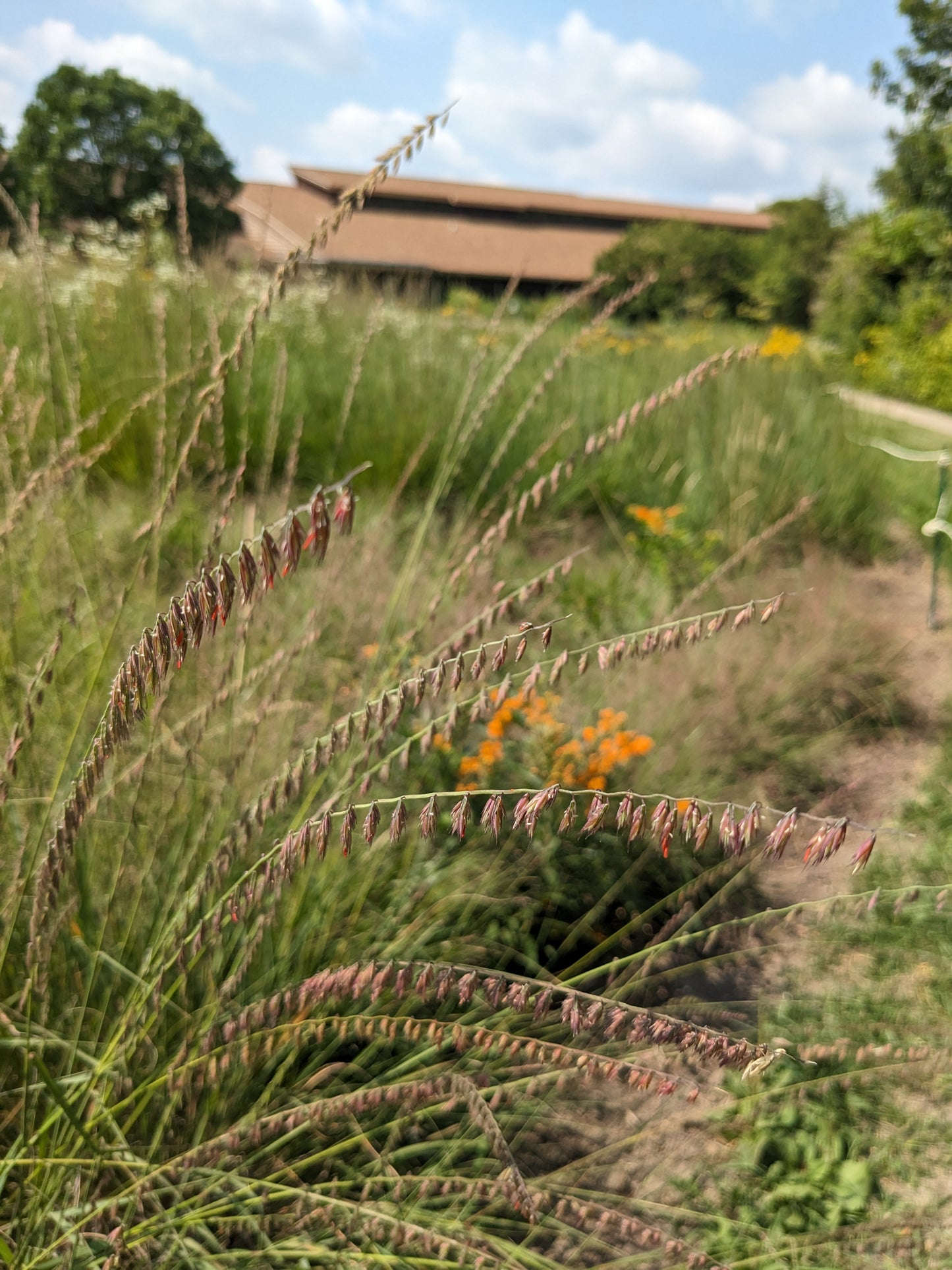 Bouteloua curtipendula (side-oats grama)