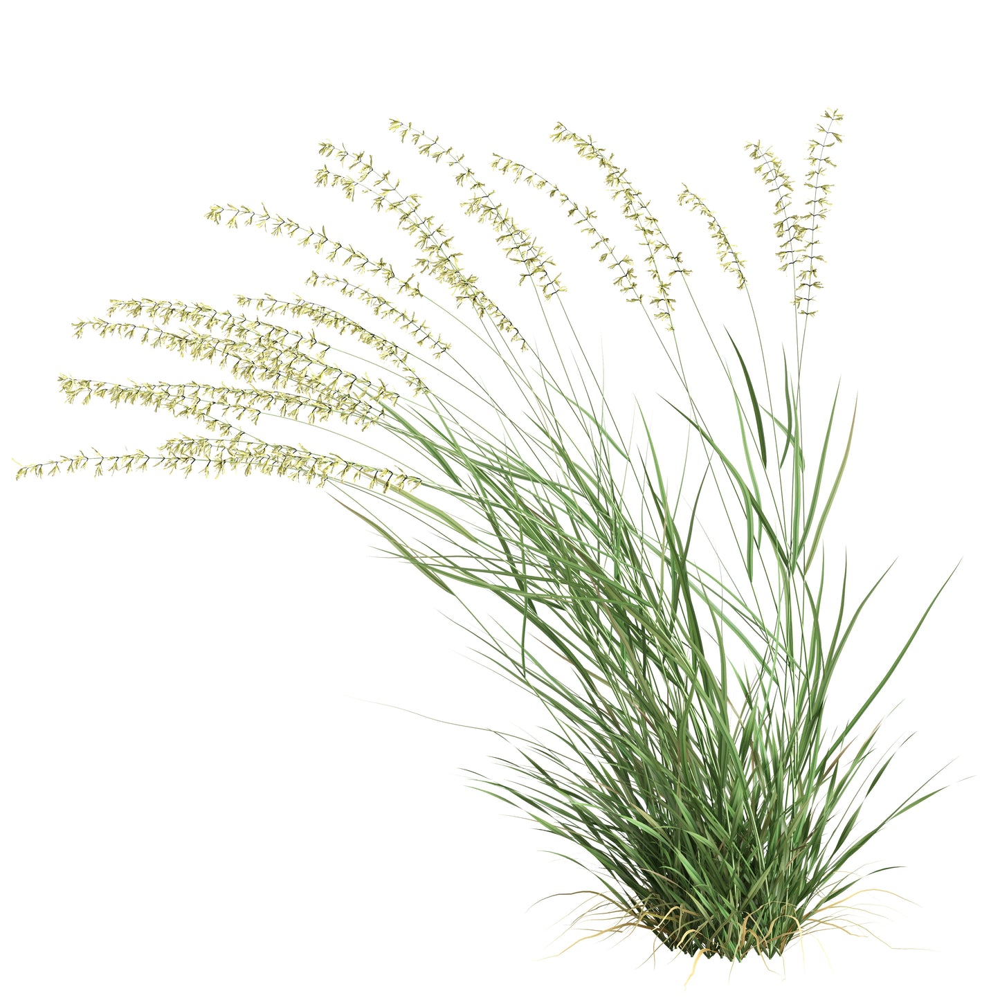 Bouteloua curtipendula (side-oats grama)