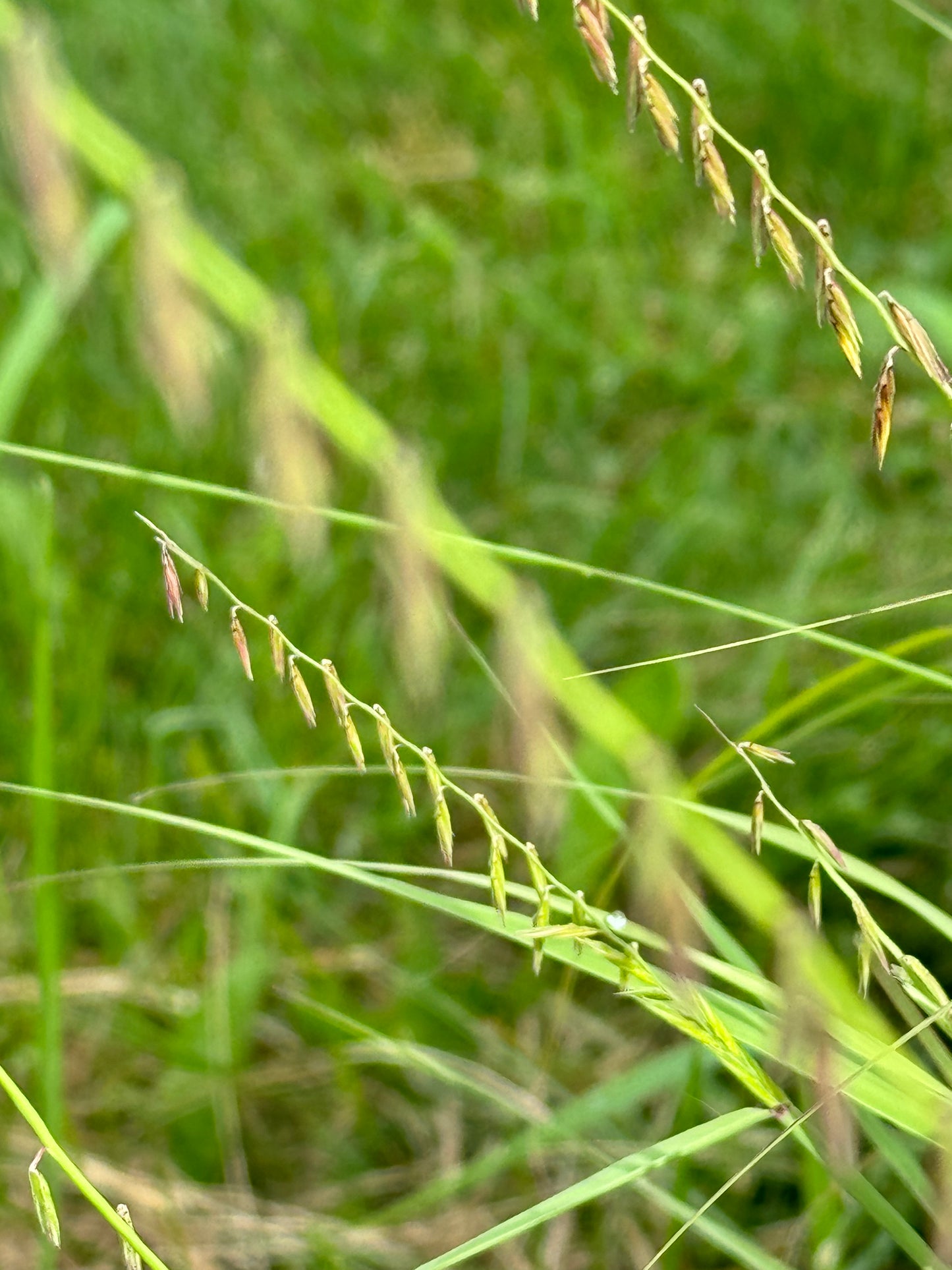 Bouteloua curtipendula (side-oats grama)