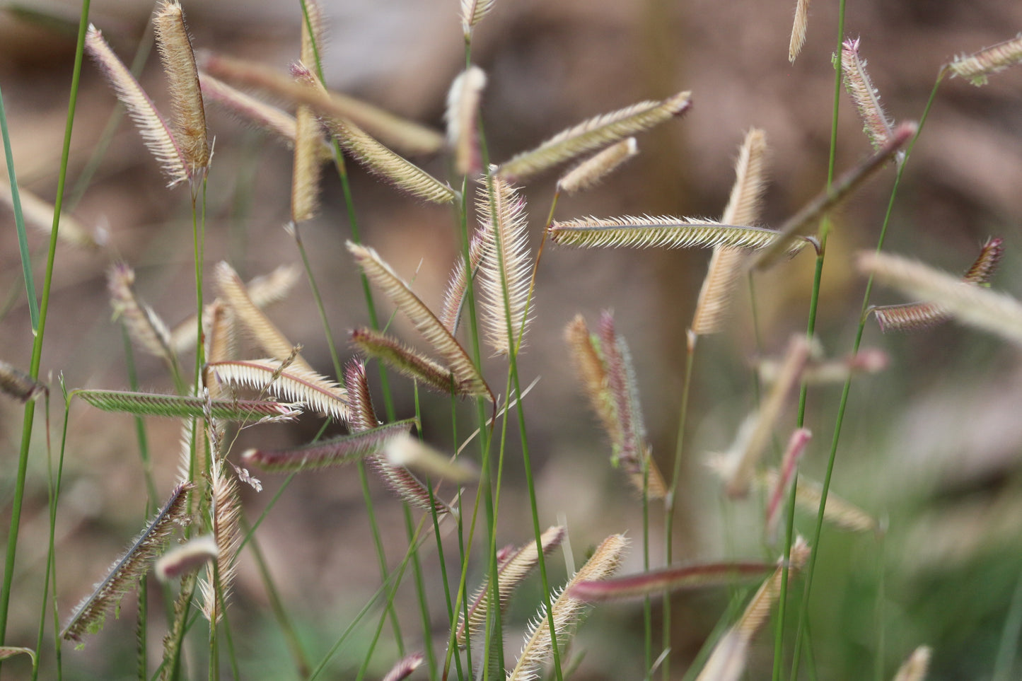 Bouteloua gracilis (blue grama)