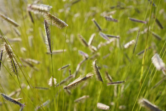 Bouteloua gracilis (blue grama)