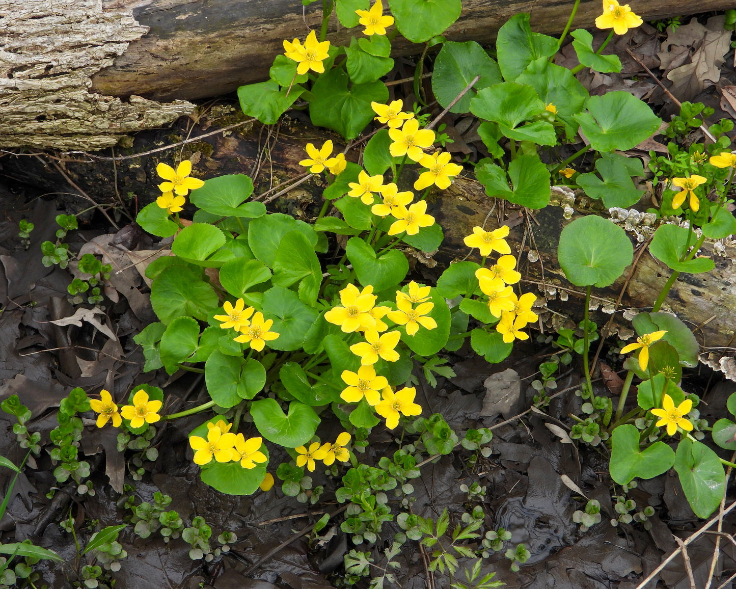 Caltha palustris (marsh marigold)