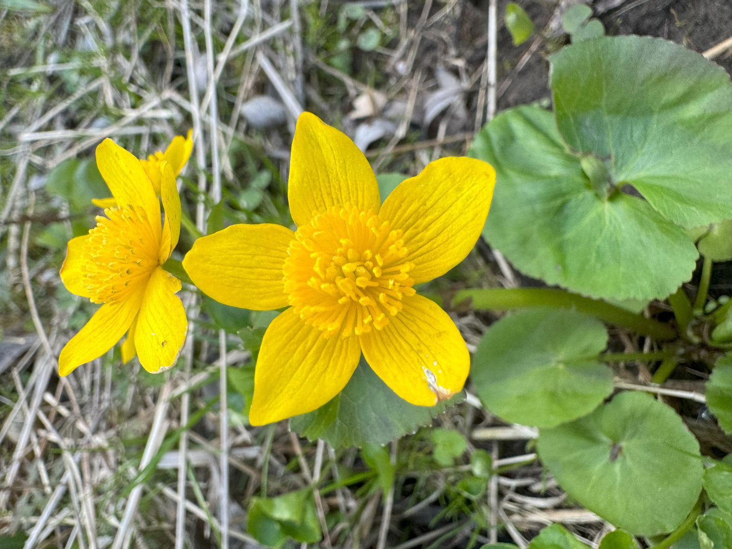 Caltha palustris (marsh marigold)